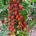 ЄС 51076 F1 (ES 51076 F1) насіння помідора чері індетермінантного (Ergon seeds)