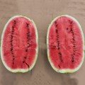 ES 75126 F1 насіння кавуна середнього (Ergon seeds)