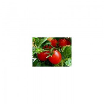 ЕС 1418 F1 (EZ 1418 F1) семена помидора детерминантного (LibraSeeds)