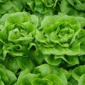 Ферлі Organic насіння салату тип Маслянистий дражований (Enza Zaden/Vitalis)