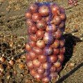 Форум насіння цибулі ріпчастої жовтої (Lucky Seed)
