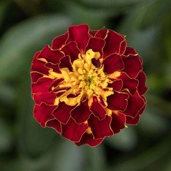 Гармони Бой семян бархатцев (Floragran)
