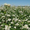Гречка посевная семена (Гелиос)