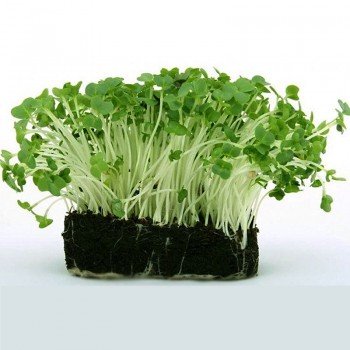 Гречка (гречишка) семена микрозеленые (agrocity)