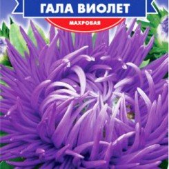 Гала Виолет семян астры гостиной (GL Seeds)