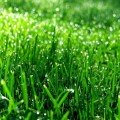 Швидкий ремонт насіння газонної трави (Feldsaaten Freudenberger GmbH)