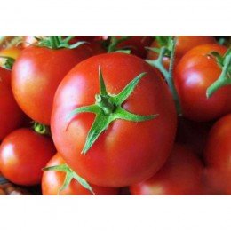 Геркулес насіння помідора детермінантного (GL Seeds)