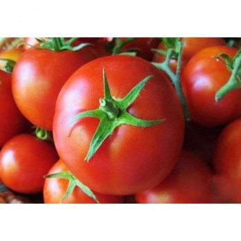 Геркулес насіння помідора детермінантного (GL Seeds)