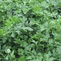 Гіганте де Італія насіння петрушки листової (Semo)