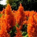 Глоріус помаранчева (orange) насіння целозии перистої (Hem Zaden)