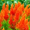 Глоріус помаранчева (orange) насіння целозии перистої (Hem Zaden)