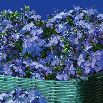 Блакитний фонтан насіння лобелії (GL Seeds)