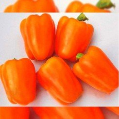 Гурме семян перца сладкого (ТМ Вкусный)