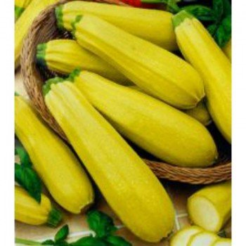 Якорь семян цуккини (GL Seeds)