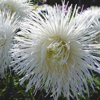 Айстра голчаста біла (White) на зріз насіння (Moravoseed)