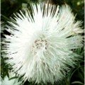 Айстра голчаста біла (White) на зріз насіння (Moravoseed)