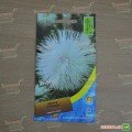 Айстра голчаста біла (White) на зріз насіння (Moravoseed)