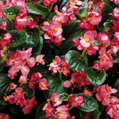 Инферно F1 Rose на Green Foliage семена бегонии вечноцветущей (Sakata)