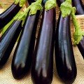 Ірис F1 (Iris F1) насіння баклажану (Cora Seeds)
