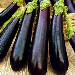 Ирис F1 (Iris F1) семена баклажана (Cora Seeds)