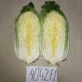 JS 4042 F1 (калібр.) насіння капусти пекінської (Joeun Seeds)
