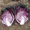 Калибос семена капусты конической (Moravoseed)