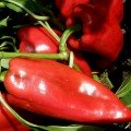 Каптур F1 (Kaptur F1) семена перца сладкого (Seminis)