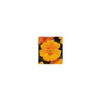 Карнавал Yellow (желтые) семян бархатцев французских (Kitano Seeds)