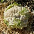 Кастор F1 насіння капусти цвітної (Sakata)