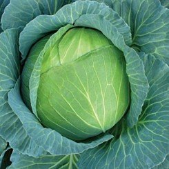 Катюша F1 семена капусты белокочанной (GL Seeds)
