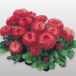 Хабанера красная (red) семена маргаритки (Benary)