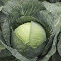 Кіластресс F1 насіння капусти б/г пізньої 120-125 дн. 4-5 кг окр. (Syngenta)