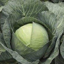 Кіластресс F1 насіння капусти б/г пізньої 120-125 дн. 4-5 кг окр. (Syngenta)