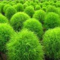 Кохія кипарисовидна насіння (Moravoseed)