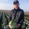 Конгама F1 (калибр.) семян капусты белокочанной (Rijk Zwaan)