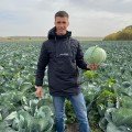 Конгама F1 (калибр.) семян капусты белокочанной (Rijk Zwaan)