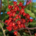 Корал Форест (Coral Forest) насіння гейхери (Syngenta)