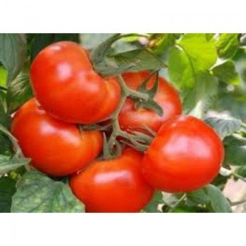 Король рынка семян помидора индетерминантного (GL Seeds)