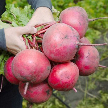 КС 2078 F1 семена редьки (Kitano Seeds)