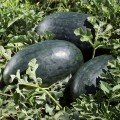 КС 250 F1 (KS 250 F1) насіння помаранчевого кавуна (Kitano Seeds)