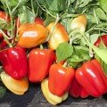 КС 3115 F1 насіння перцю солодкого (Kitano Seeds)