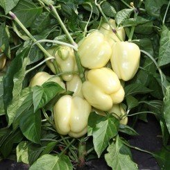 КС 3311 F1 семена перца сладкого (Kitano Seeds)