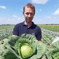 Ксена F1 насіння капусти білокачанної (LibraSeeds)