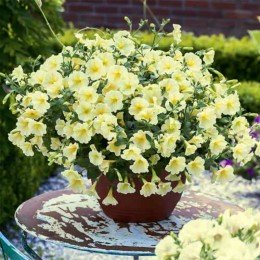 Лавина F1 золотая звезда ампельные семена петунии (GL Seeds)