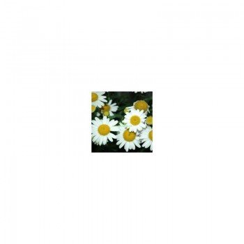 Лазер White (біла) насіння ромашки (Kitano Seeds)