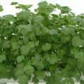 Лонг стендинг насіння коріандру (кінзи) (Semo)