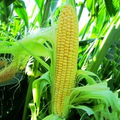 ЛС 779 (LS 779) F1 (премиум) семена кукурузы суперсладкой Sh2 (Lucky Seed)