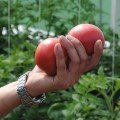 Малинка Стар F1 насіння помідора індетермінантного (Cora Seeds)