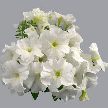 Мамбо F1 белая (white) семена петунии (Hem Genetics)