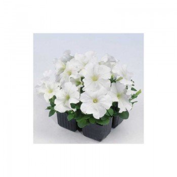 Мамбо F1 белая (white) семена петунии мультифлора (Hem Zaden)